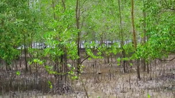 Sahildeki Avicennia Marina Ormanı Nda Kamera Sağa Kaymış — Stok video