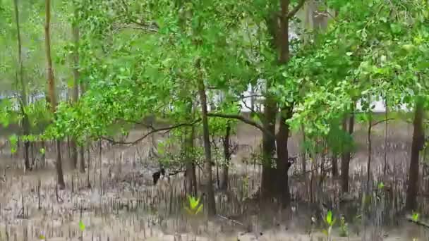 Forest Shore Avicennia Marina Village Belo Laut Day Camera Panned — Stok Video