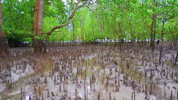 Habitat Hutan Marina Avicennia Apakah Spiky Roots Out Muddy Surface — Stok Video