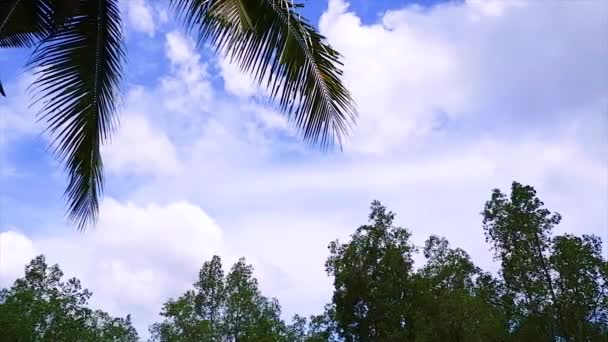 Bulutlu Açık Mavi Gökyüzü Hindistan Cevizi Ağaçları Avicennia Limanı Ile — Stok video