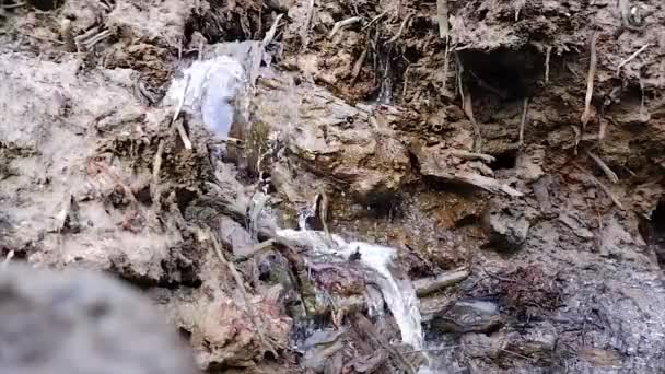 Fluxo Água Uma Parede Terra Lamacenta Com Textura Raízes Madeira — Vídeo de Stock