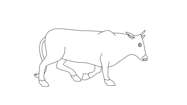 Коровье Животное Идет Анимации Изолированы Белом Фоне — стоковое видео