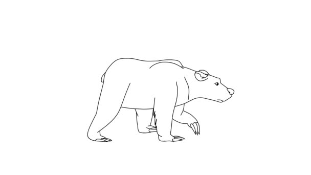 在孤立的白色背景下快速行走的熊漫画 — 图库视频影像