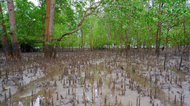Avicennia Marina Ormanı Deniz Suyu Erozyonu İçin Bir Bariyer Olarak