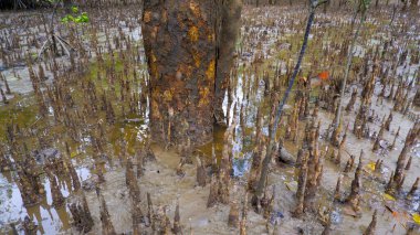 Avicennia Marina Ağacı 'nın tabanı Kökleri yüzeye yükseliyor