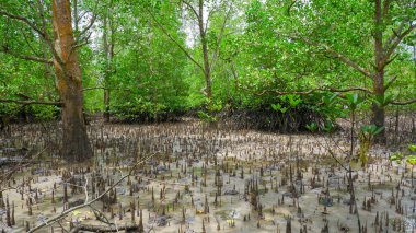 Tropikal bölgenin sınırında bulunan Avicennia Ormanı