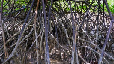 Uzun ve dallı kökleri olan Mangrove Ağacı Habitatı