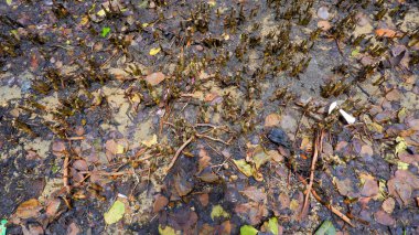 Avicennia Marina Ağacı 'nın kökleri ve sahildeki organik atıklar