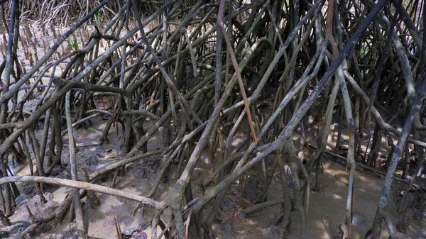 The Roots Of A Branching Mangrove Tree, In The Village Of Belo Laut, Indonesia