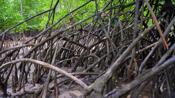 The Roots Of A Branching Mangrove Tree, In The Village Of Belo Laut, Indonesia
