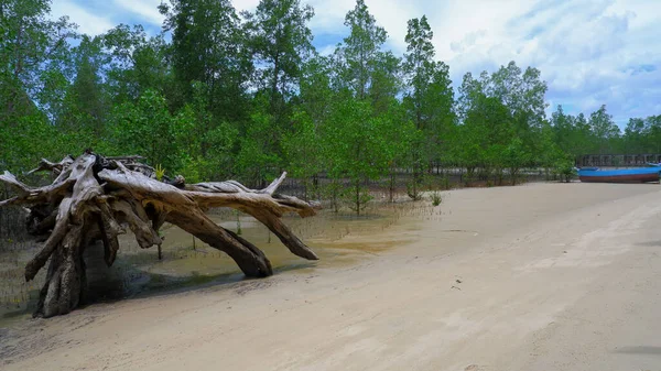 Avicennia Marina Ormanı 'nın kalınlığında temiz bir kıyı şeridi manzarası