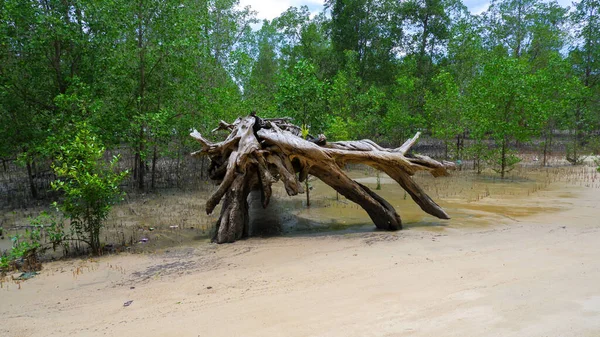 Temiz bir kumsalın doğal manzarası ve yolda kalmış ölü bir ağaç.