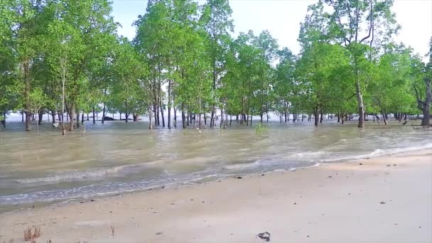 Agua Del Mar Está Empezando Subir Playa Con Bosque Marina — Vídeo de stock