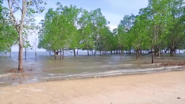 Vista Naturale Dell Acqua Del Mare Mareomoda Con Foresta Avicennia — Video Stock