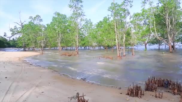 Natural View Avicennia Marina Forest Growing Beach High Tide Village — стоковое видео