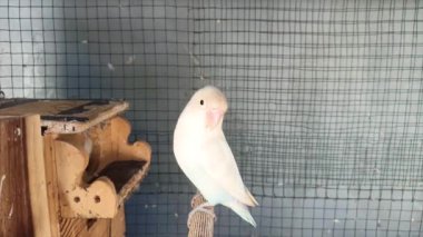 Güzel bir albino aşk kuşu kafesin dalına tünemiş.