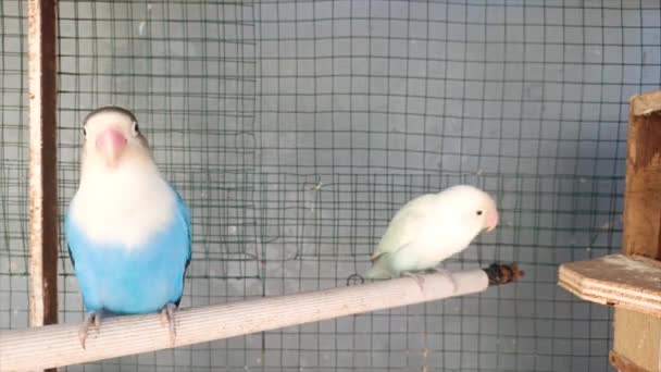 Deux Types Oiseaux Amour Dans Une Cage — Video