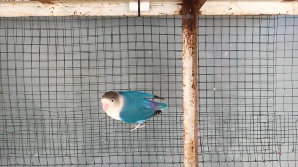 Vacker Kobolt Kärlek Fågel Med Kombination Svart Vitt Och Blått — Stockvideo