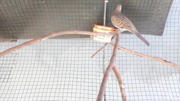 Asian Dove Geopelia Striata Local Bird Drinking Cage — Stock Video
