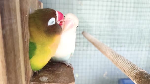 Fischer Τύπου Αγάπη Πουλιά Και Ομιχλώδης Τύπος Φιλιά Στο Κλουβί — Αρχείο Βίντεο