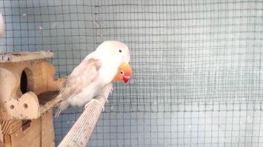 İki albino ve Lutino aşk kuşları bir kafesin içindeki tahta bir dala tünemiş.