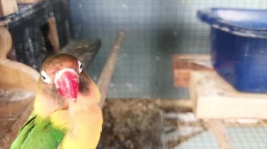 Fischer 'ın Muhabbet Kuşu Kafes Arasında Bir Ağacın Dalında Yakından Bakıyor