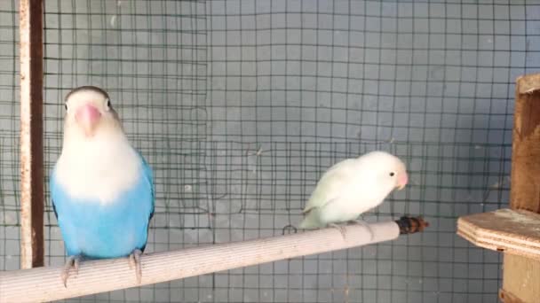 Två Vackra Albino Och Kobolt Lovebirds Agapornis Bur — Stockvideo