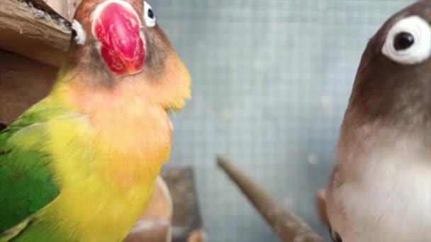 Acercamiento Vista Agapornis Pájaro Del Amor Fischer Cobalto Tipos Besándose — Vídeos de Stock