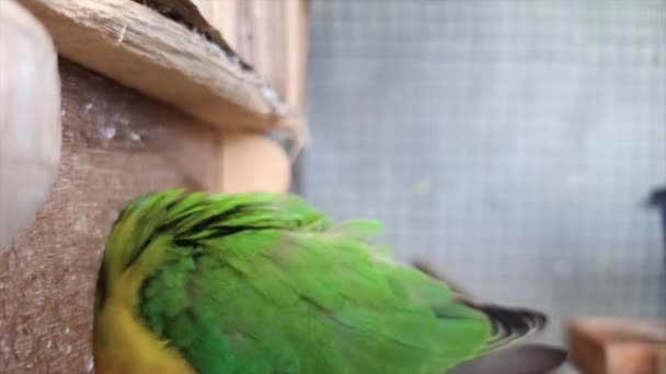 Bir Kafes Evindeki Balıkçı Tipi Agapornis Aşk Kuşu Kapanışı — Stok video