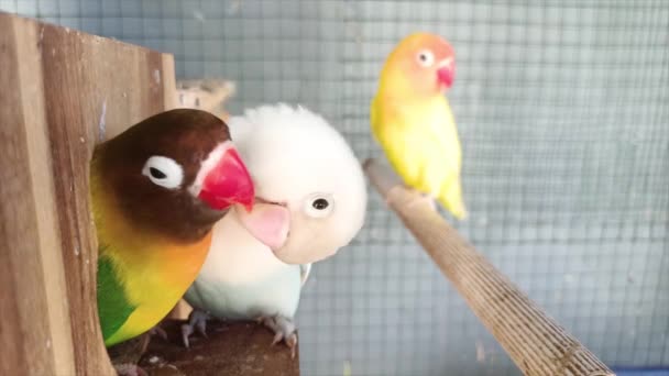 Färgglada Lovebirds Uppflugen Bur Närbild Visa — Stockvideo