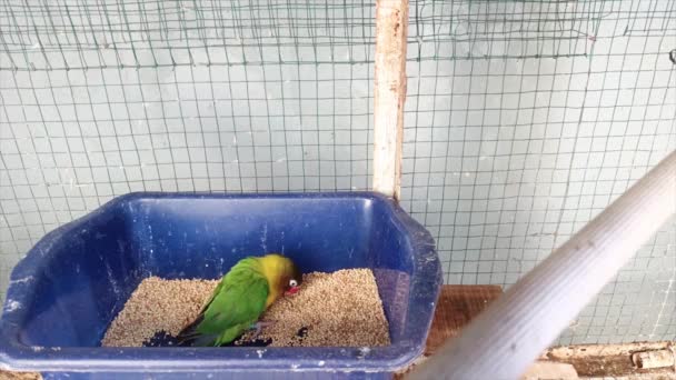 Pájaro Amor Tipo Pescador Que Está Comiendo Contenedor Azul Jaula — Vídeos de Stock