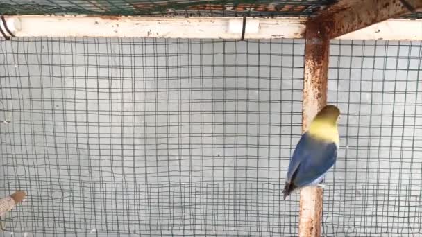 Όμορφη Πολύχρωμο Parblue Παπαγάλος Lovebird Ένα Κλουβί Στο Σπίτι Κήπο — Αρχείο Βίντεο