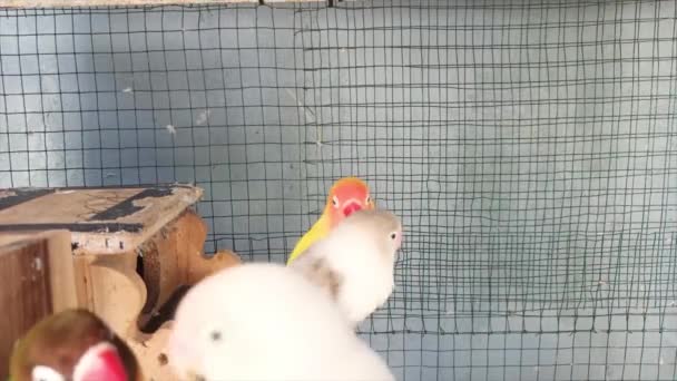 Τέσσερα Πολύχρωμα Πουλιά Αγάπης Σκαρφαλωμένα Ένα Κλουβί — Αρχείο Βίντεο