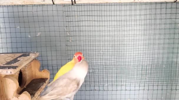 Cage Kissing Deki Muhabbet Kuşlarının Güzel Renkli Papağanları — Stok video