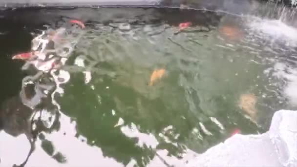 Lagoa Peixe Com Vários Tipos Peixes Koi Goldfish Nadando Nele — Vídeo de Stock