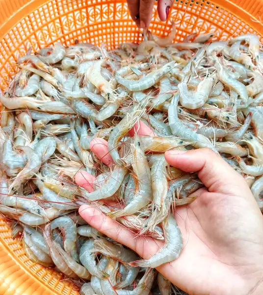 Fresh White Shrimps Fresh Seafood At The Market., Fresh White Shrimps For Sale In The Fresh Seafood Market