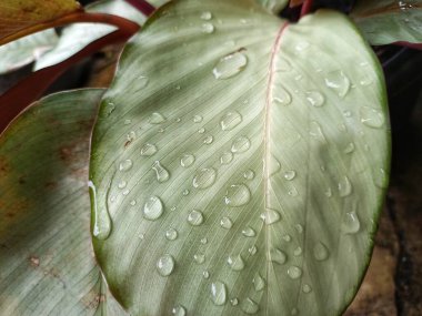 Taze Calathea Gümüş Tabak Bitkisi Sabah Su Damlacıklarıyla