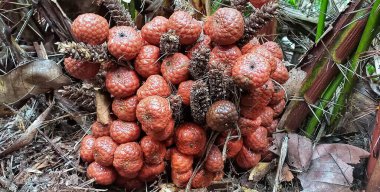 Kelubi asidi olarak da bilinen Paya asidi daha ekşi bir tadı olan Salak şeklinde.