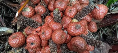 Tropikal ormanların bataklık bölgelerinde yetişen, karakteristik kahverengimsi kırmızı renkli Kelubi meyvesi.