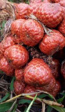 Yakından Bakış, Egzotik Paya Tamarind Fruit (Eleidoxa Conferta)