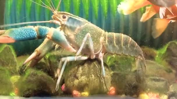 Detailní Pohled Velké Sladkovodní Krevety Skále Domácím Akváriu — Stock video