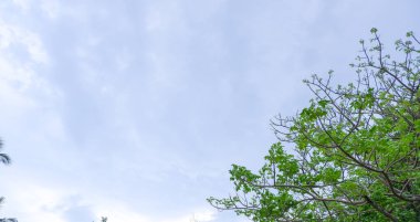 Yeşil yaprakları ve parlak mavi gökyüzü olan bir ağacın doğal görünüşü.