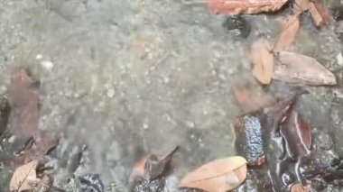 Gün boyunca Yard 'da Çatı Havuzundan Yağmur Damlaları