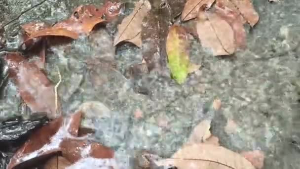 Капли Дождя Лужи Земле Мертвые Листья — стоковое видео