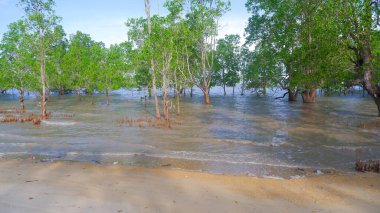 Endonezya 'nın Belo Laut Köyü kıyısındaki Lush Tropical Forest Perepat (Sonneratia Alba) Doğal Manzarası