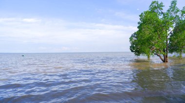 Deniz suyunun yüksek gelgitteki doğal görüntüsü ve bir Perepat ağacı (sonneratia Alba)