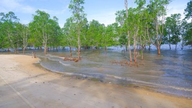 Endonezya 'nın Belo Laut köyünde Perepat ağaçlarının (sonneratia Alba) olduğu tropik bir plajın doğal görüntüsü