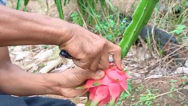 Bir Çiftçi Gün Içinde Bahçede Ejderha Meyvesi Topluyor — Stok video