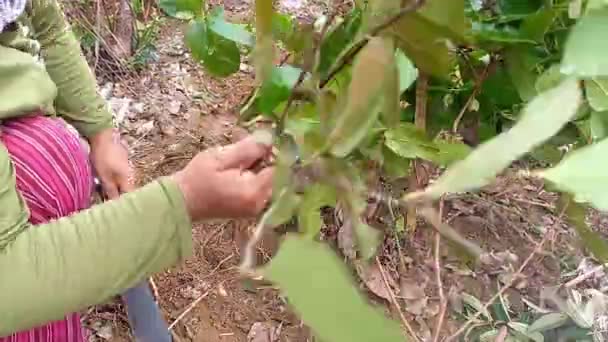 Belo Laut Indonesia Desember 2023 Woman Planting Pepper Seeds Garden — Wideo stockowe
