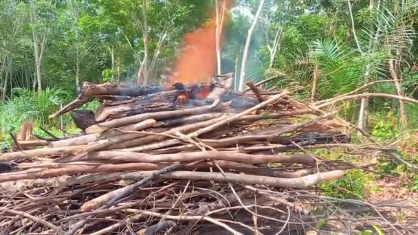 Montón Madera Pequeñas Ramas Ardiendo Jardín Durante Día — Vídeos de Stock